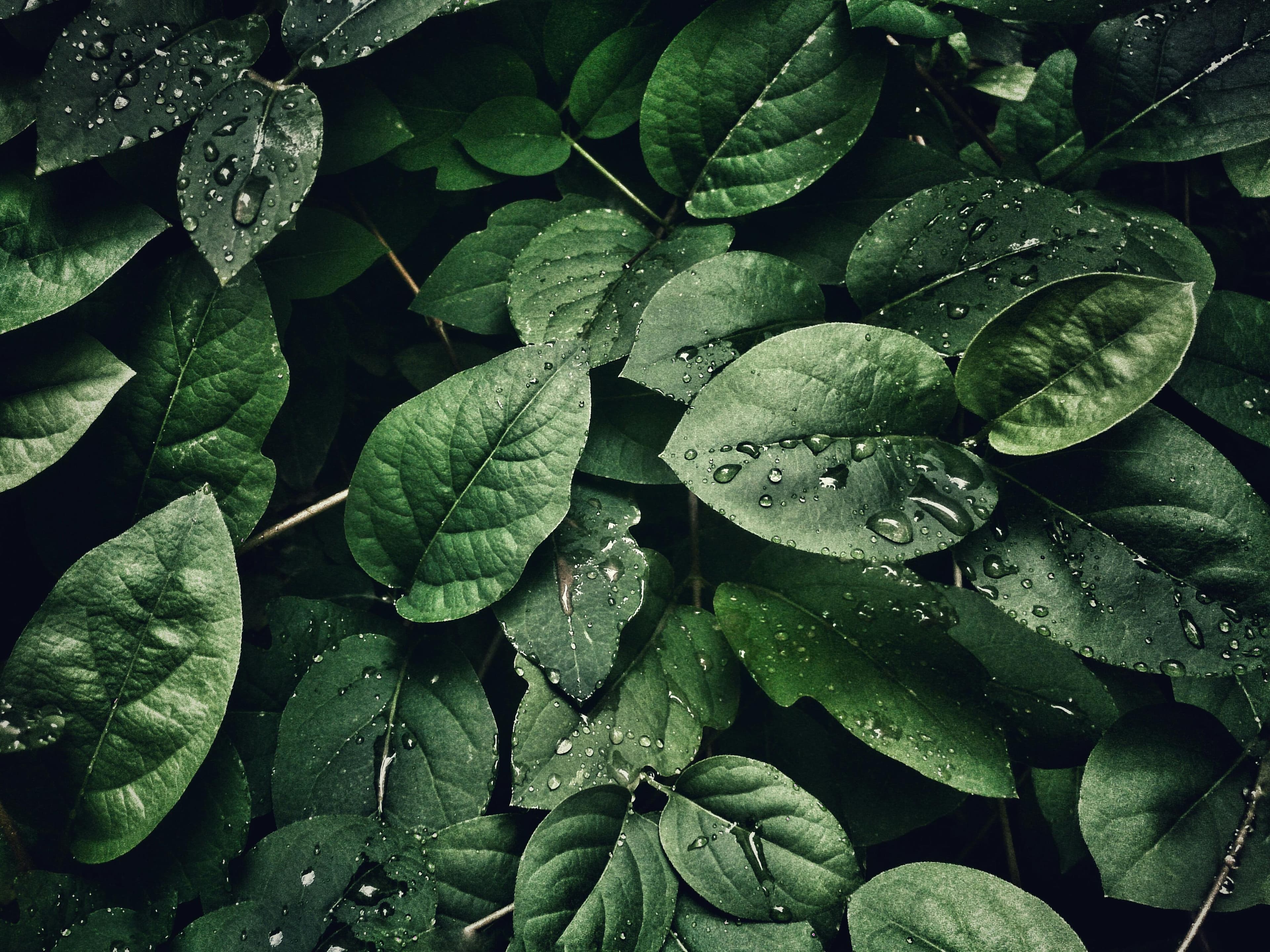 Rain on leaves